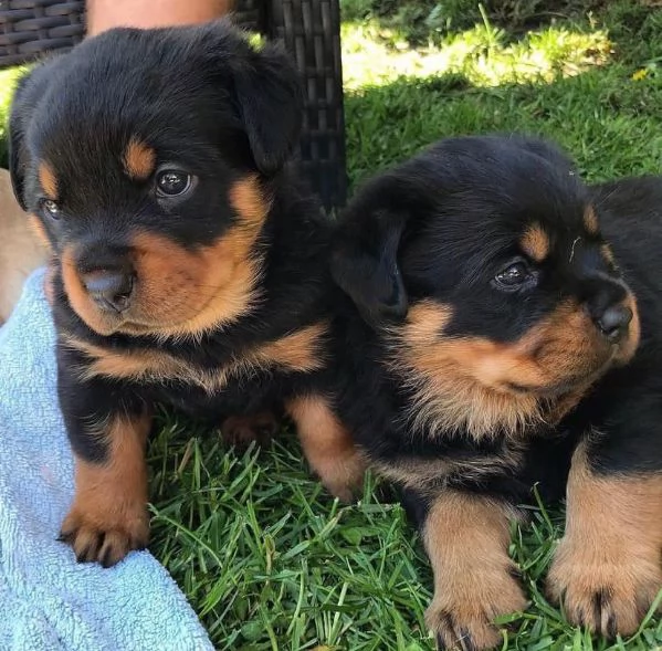 adorabili cuccioli di rotweiller in regalo | Foto 0