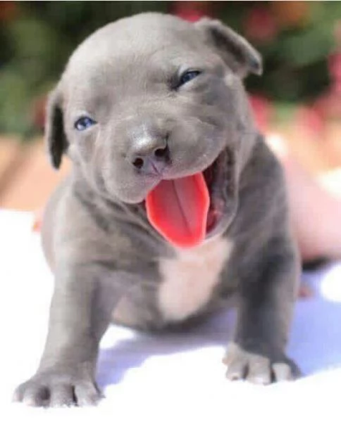 adorabili cuccioli di pitbull in regalo | Foto 1