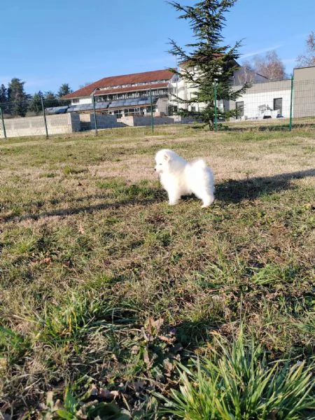 Samoiedo cuccioli | Foto 4