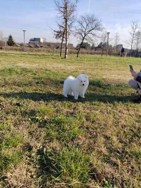 Samoiedo cuccioli | Foto 2