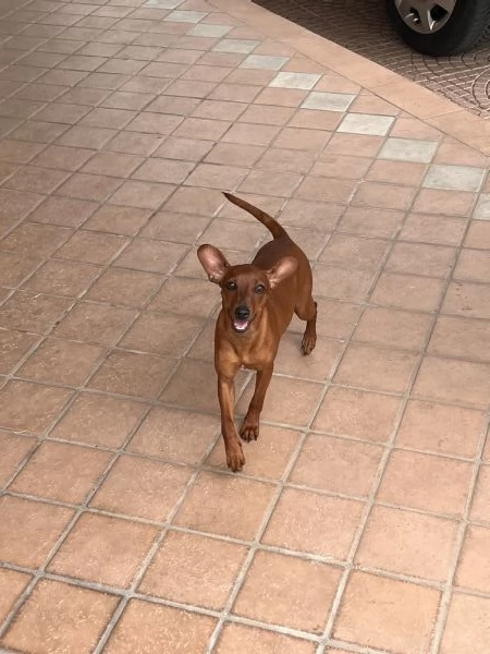 Pinscher nano femmina fulvo