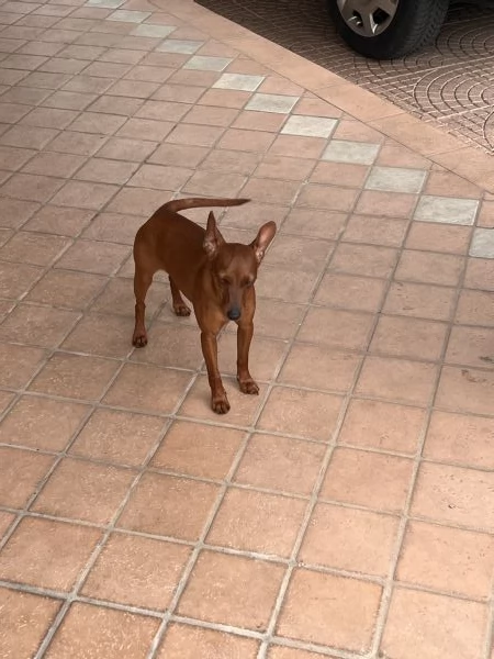 Pinscher nano femmina fulvo | Foto 1