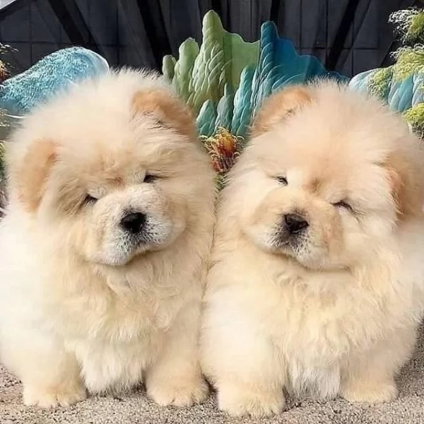 Cuccioli di Chow Chow | Foto 1