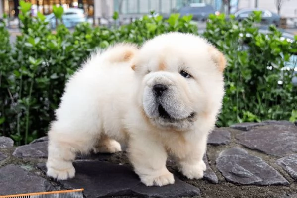 Cuccioli di Chow Chow