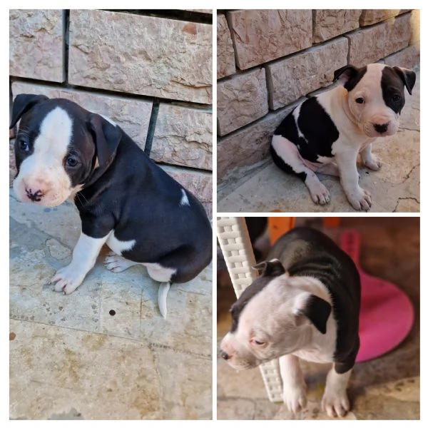 Cuccioli Pitbull 