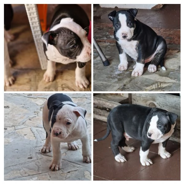 Cuccioli Pitbull  | Foto 0