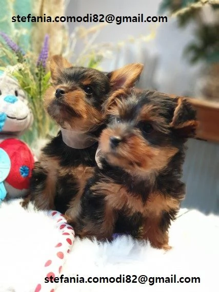  Cuccioli Yorkshire maschietti e femmina di Yorkshire, disponibili Con microcip, Vaccinati Contattat