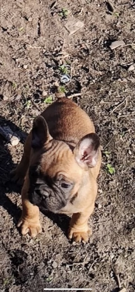 Cuccioli bulldog francese 