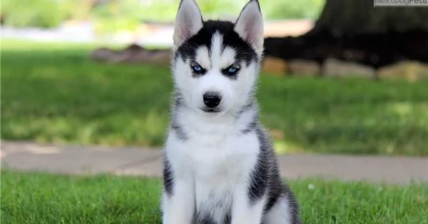 Cuccioli di husky siberiano disponibili per la vendita