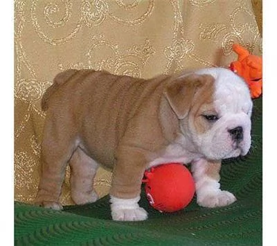 Regalo cuccioli bulldog inglese per l'adozione