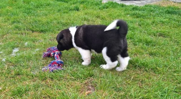 regalo cuccioli di akita inu 