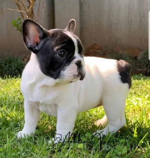 Regalo....cucciolata di bouledogue francese