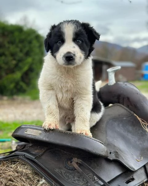 Vendesi cuccioli di Border Collie