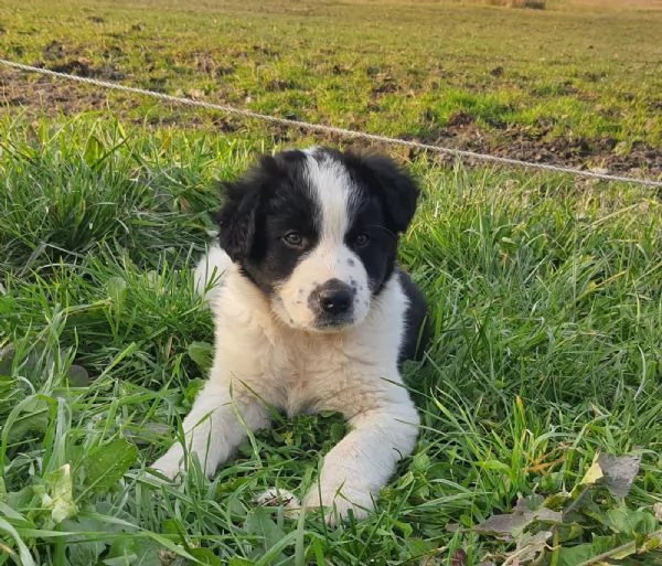 Vendesi cuccioli di Border Collie | Foto 2