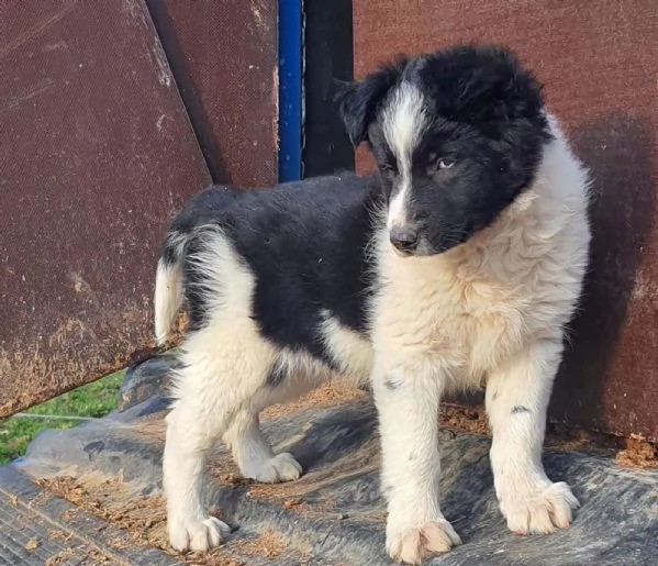 Vendesi cuccioli di Border Collie | Foto 1