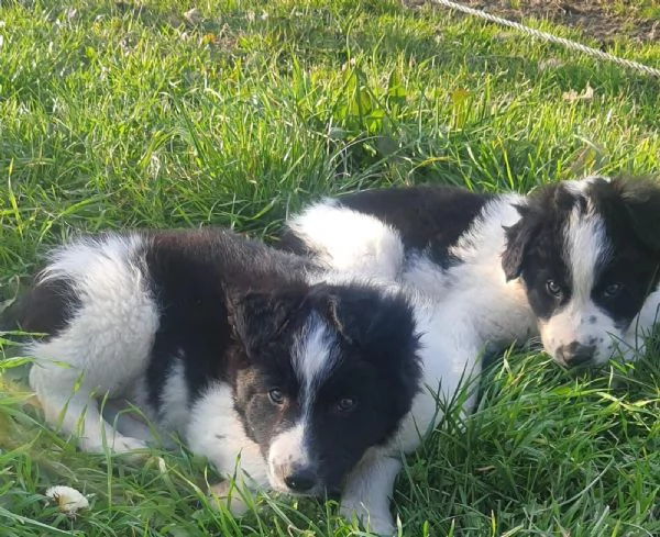 Vendesi cuccioli di Border Collie | Foto 0