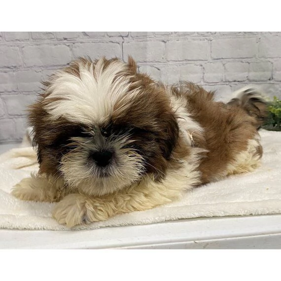  Regalo Bellissimi cuccioli allevati Shih-tzu, colore bianco e nero. Due e una feminuccia Maschietti