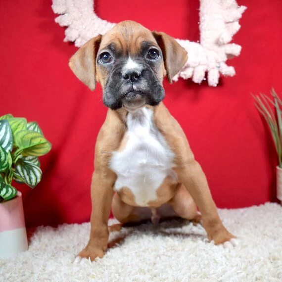 Regalo Cuccioli di Boxer Cuccioli di Boxer rossi Maschietti e Femminucce . I cuccioli vengono ceduti