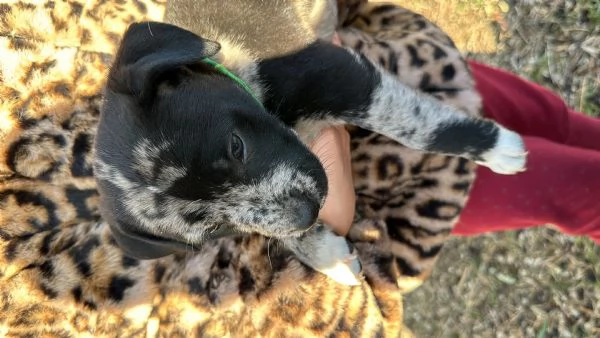 Cuccioli di Amstaff e Border Collie