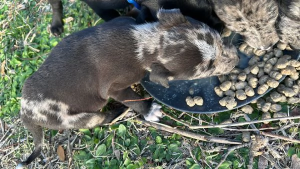 Cuccioli di Amstaff e Border Collie | Foto 5