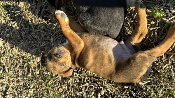 Cuccioli di Amstaff e Border Collie | Foto 4