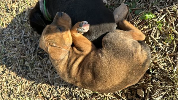 Cuccioli di Amstaff e Border Collie | Foto 3