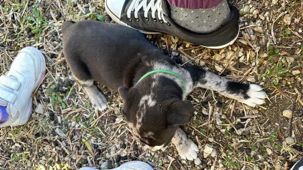 Cuccioli di Amstaff e Border Collie | Foto 2