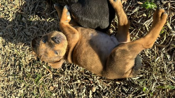 Cuccioli di Amstaff e Border Collie | Foto 0