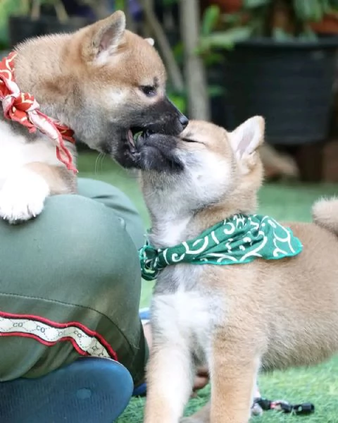 Vendo cucciolo shiba inu