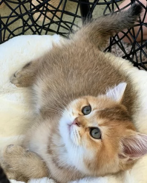 Cuccioli British Shorthair