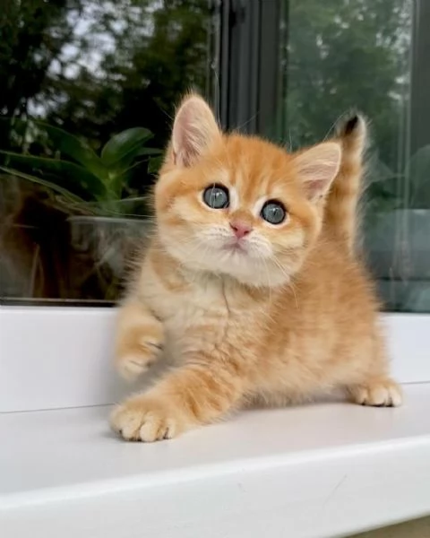 Cuccioli di british shorthair!! 