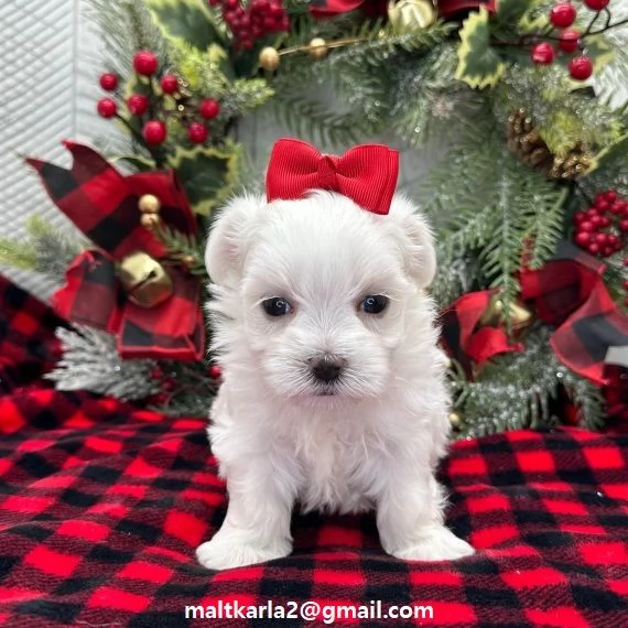 Cuccioli di maltese taglia piccola o toy disponibile da subito bellissimi cuccioli di maltese. vengo