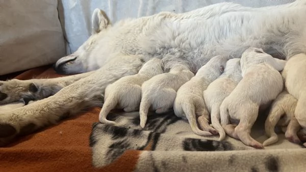 Cuccioli di pastore svizzero bianco | Foto 6