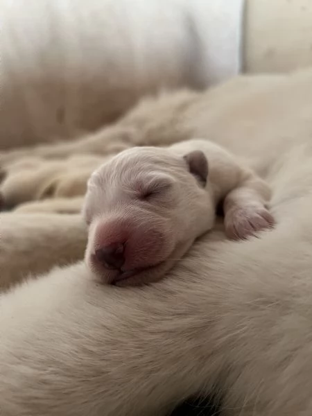 Cuccioli di pastore svizzero bianco | Foto 5