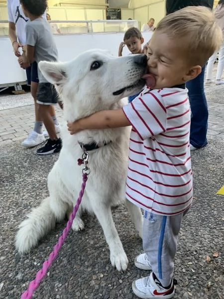 Cuccioli di pastore svizzero bianco