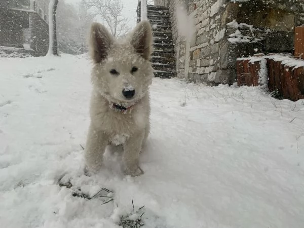 Cuccioli di pastore svizzero bianco | Foto 4