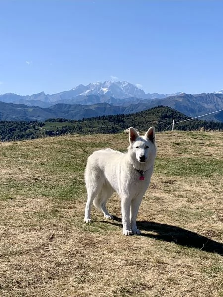 Cuccioli di pastore svizzero bianco | Foto 2