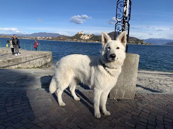 Cuccioli di pastore svizzero bianco | Foto 0