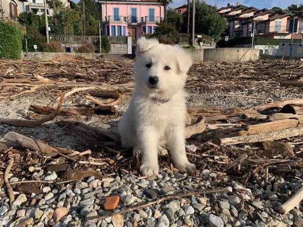 Cuccioli di pastore svizzero bianco