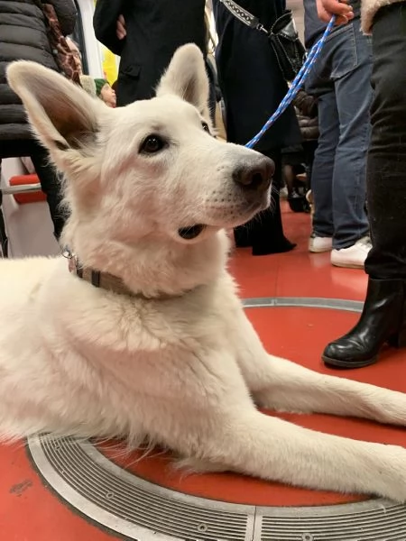 Cuccioli di pastore svizzero bianco | Foto 3