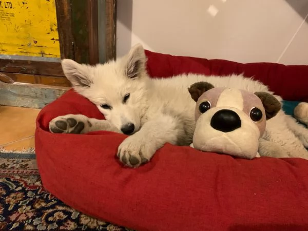 Cuccioli di pastore svizzero bianco | Foto 1