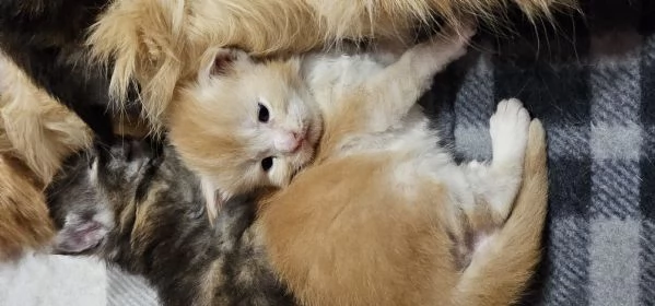 MaineCoon cuccioli