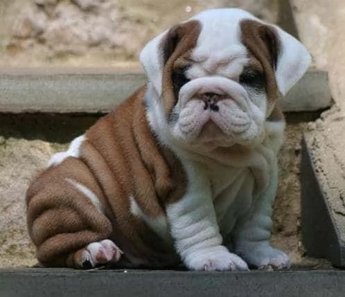 Regalo cuccioli di bulldog inglese femminucce e maschietti 