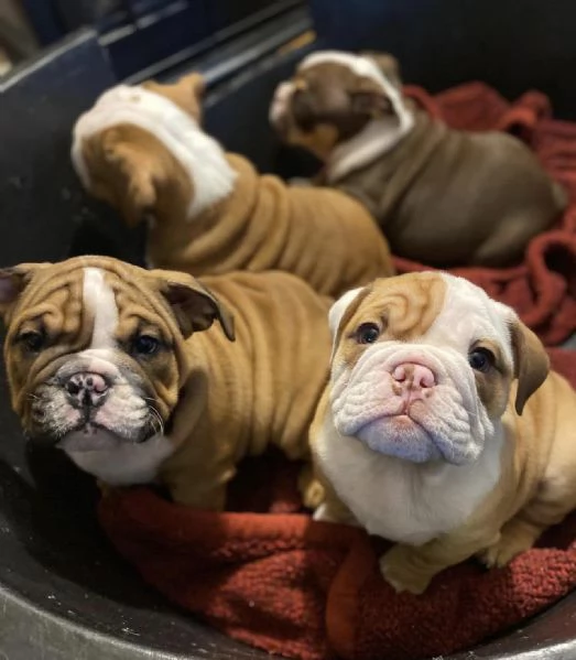 Regalo Disponibili cuccioli di Bouledogue Inglese.