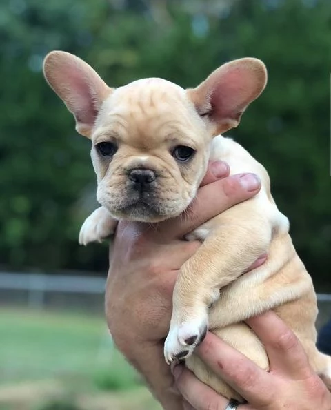 Regalo cucciolata di bouledogue francese,