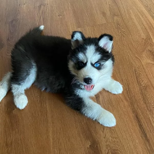 Cuccioli di husky siberiano disponibili per la vendita