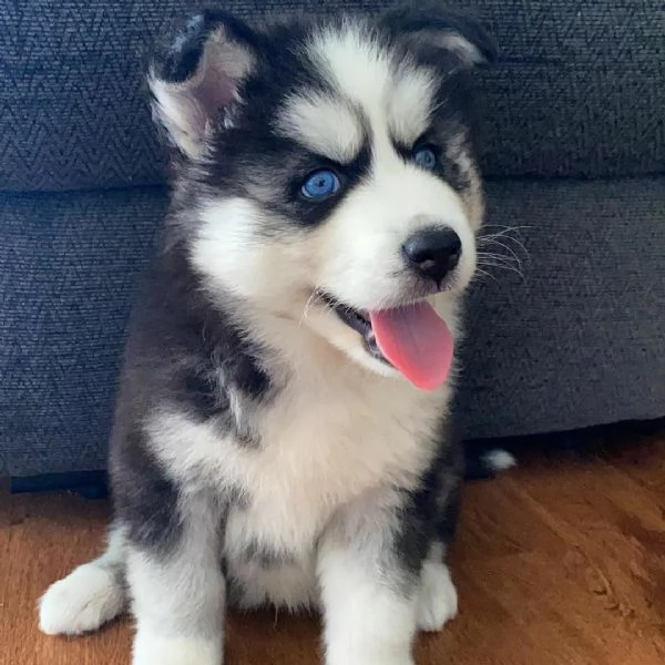 Regalo cuccioli di husky siberiano  maschi e femmina.  