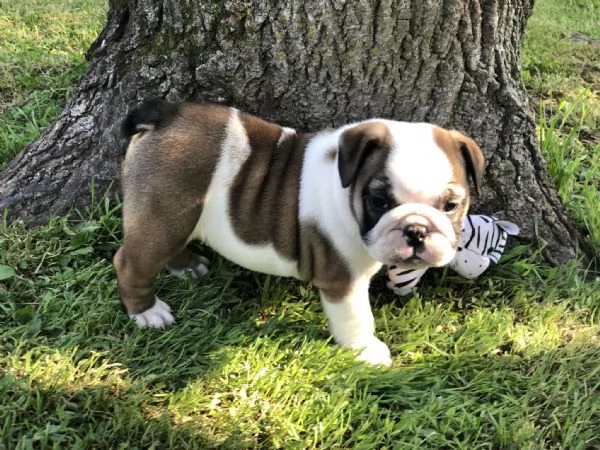 Regalo cuccioli bulldog inglese per l'adozione