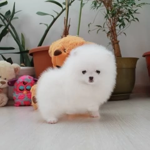 Cucciolo di Volpino Pomerania toy maschio e femmina