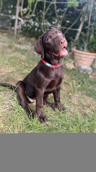 Cuccioli Labrador Retriever